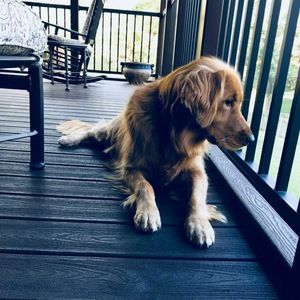 Meet your Posher, Lucy